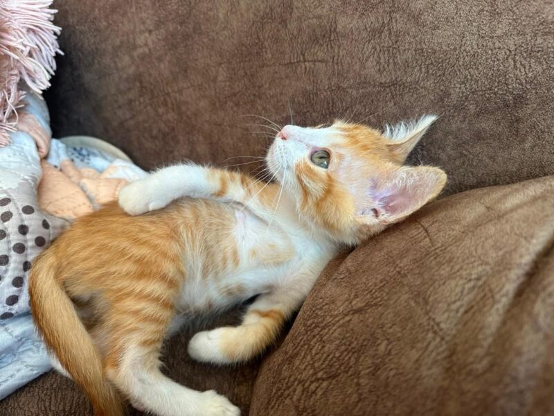 CANELO