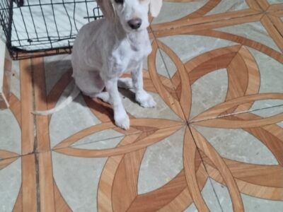 CARO