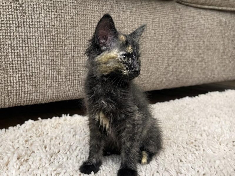 CLEO