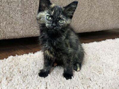 CLEO