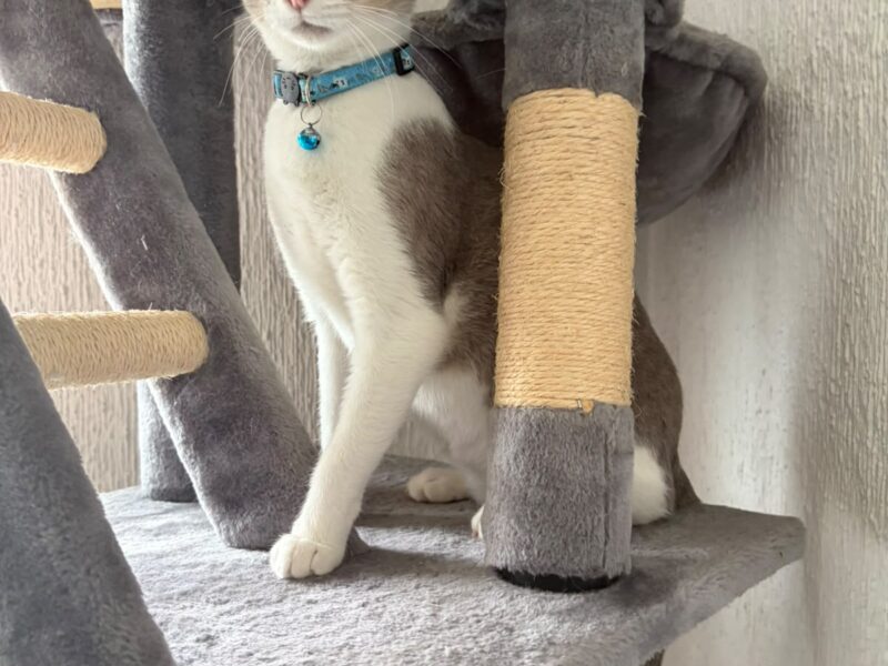 SURI