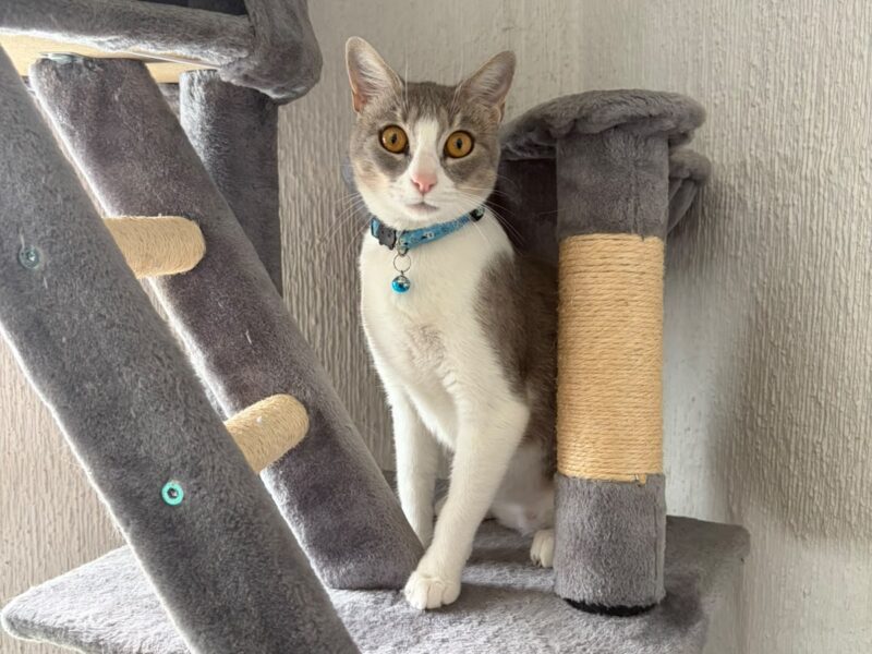 SURI