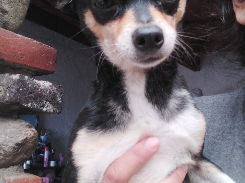 POLDO