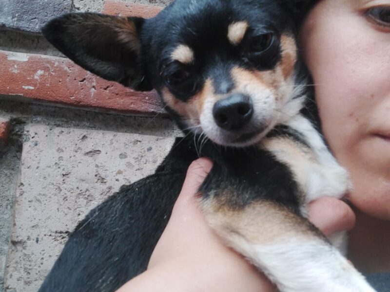 POLDO