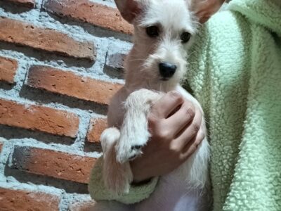 RICARDITA