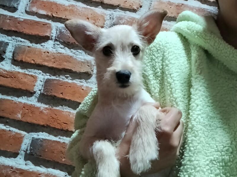 RICARDITA