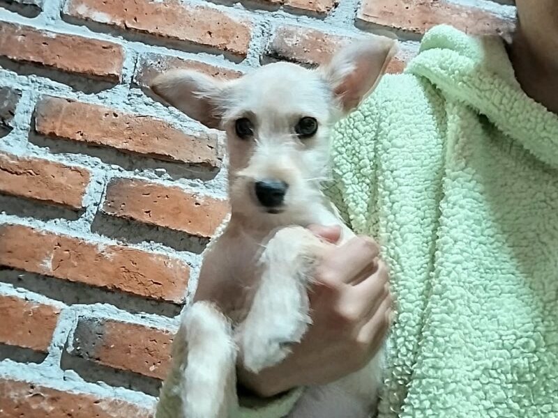 RICARDITA