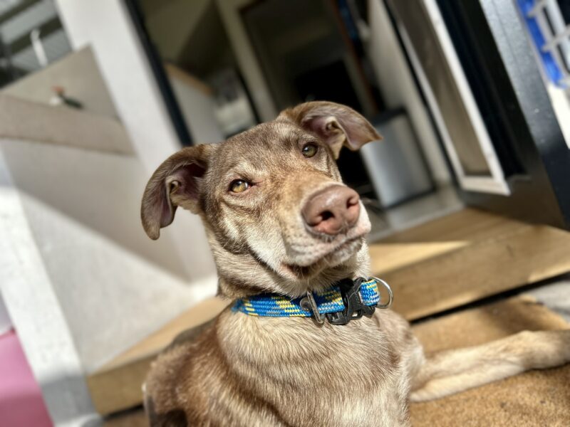 COSMO