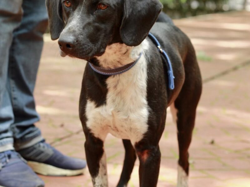 FIGO