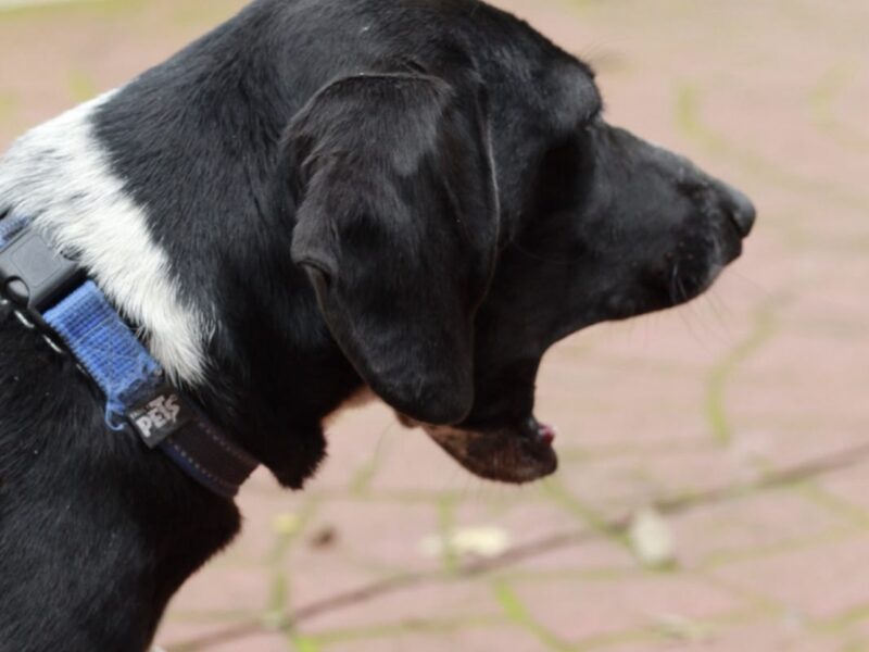 FIGO