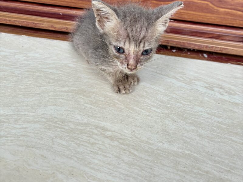 CHIQUITIN