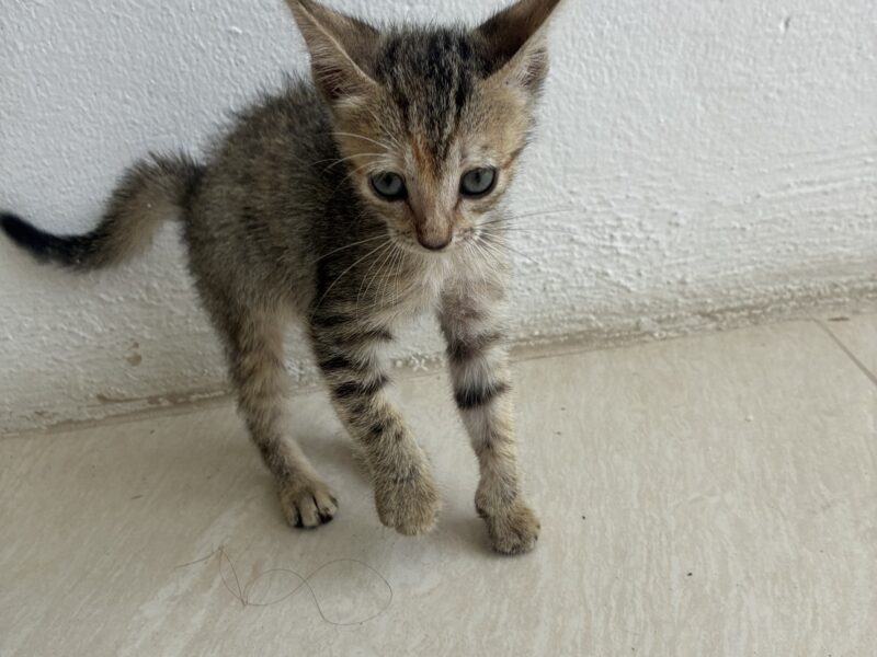 MICHI