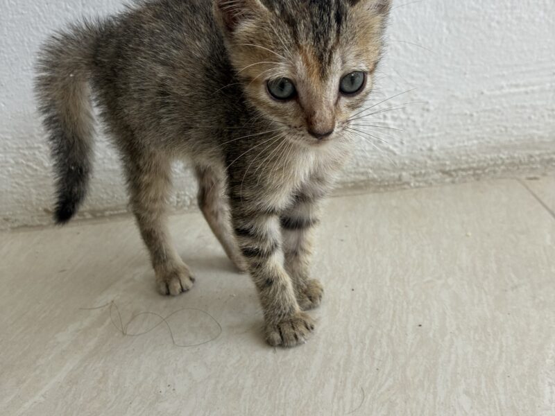 MICHI