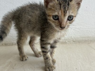 MICHI