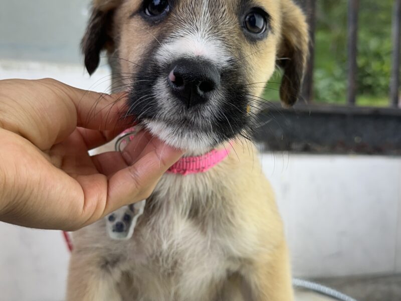 BRISA