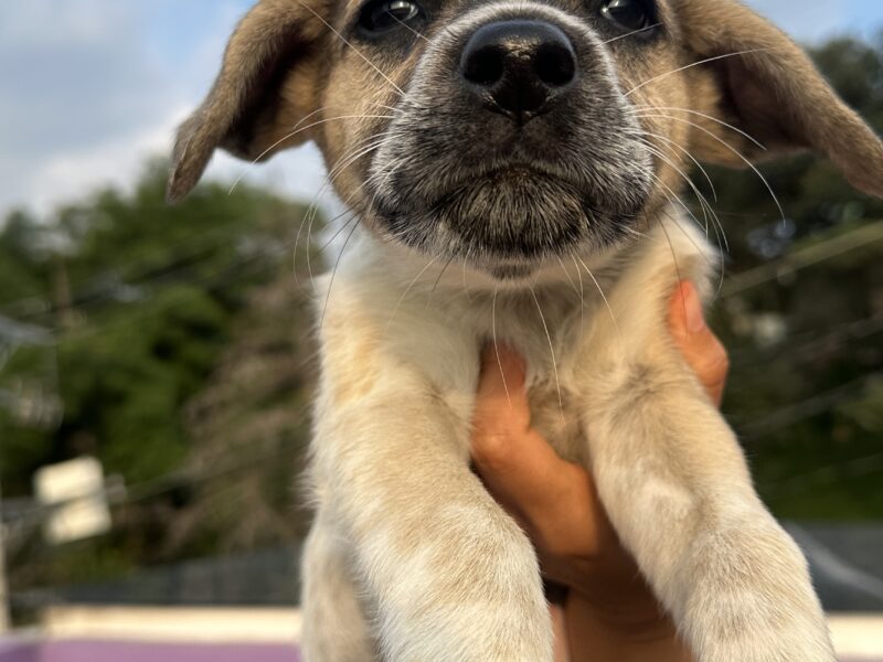 SOFI
