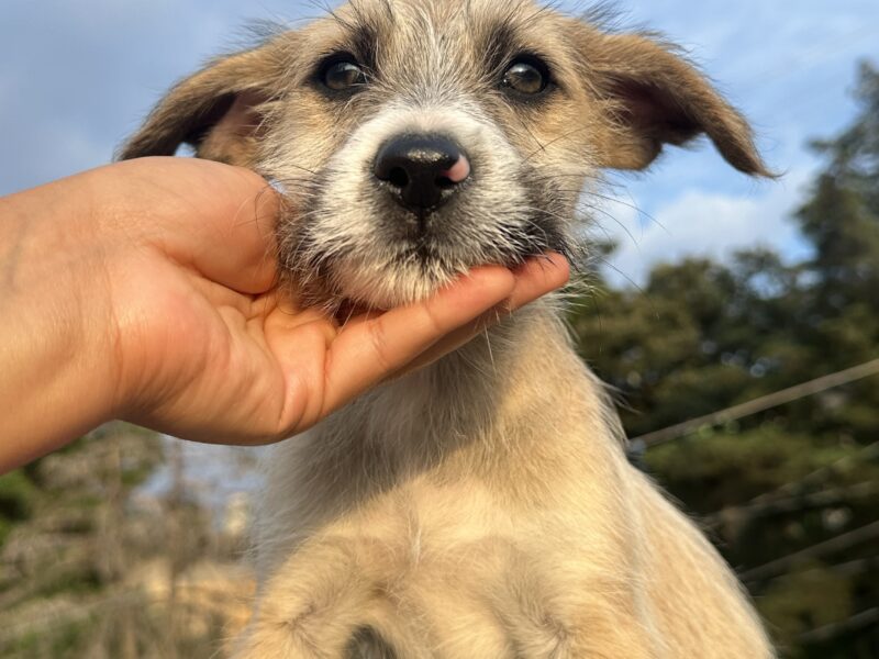 RAGNAR