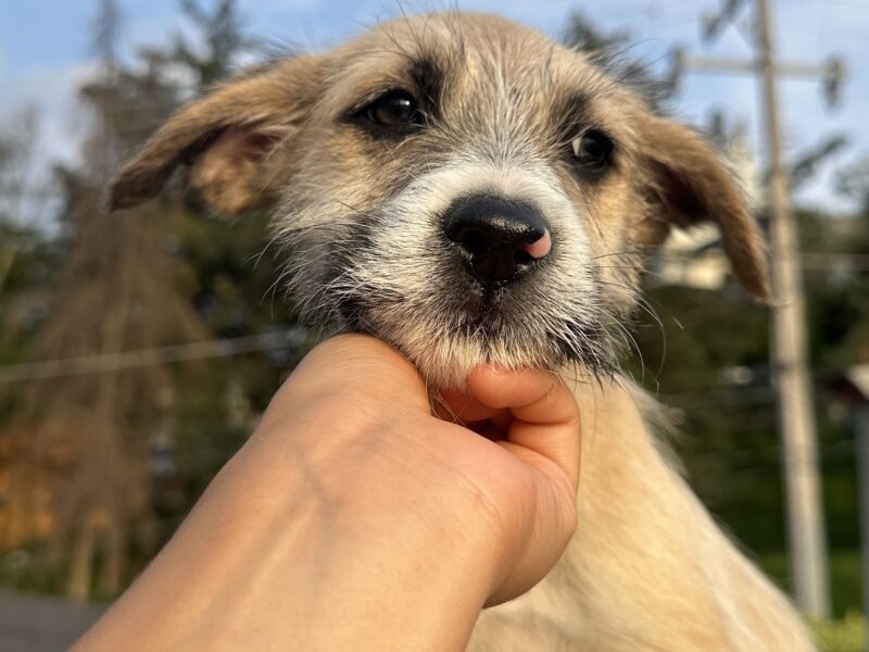 RAGNAR