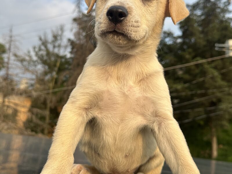 DRAKO