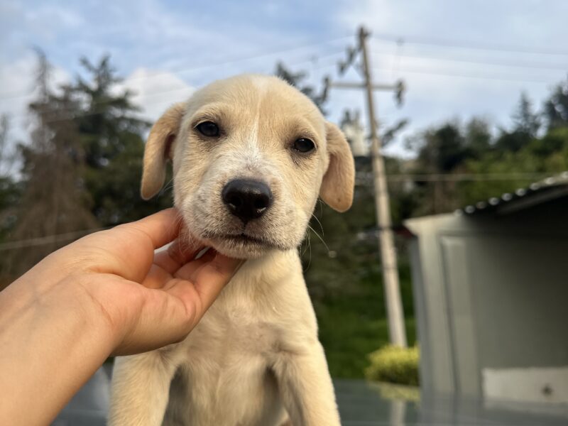 DRAKO
