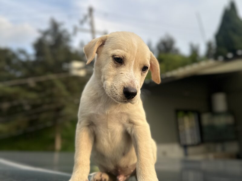 DRAKO