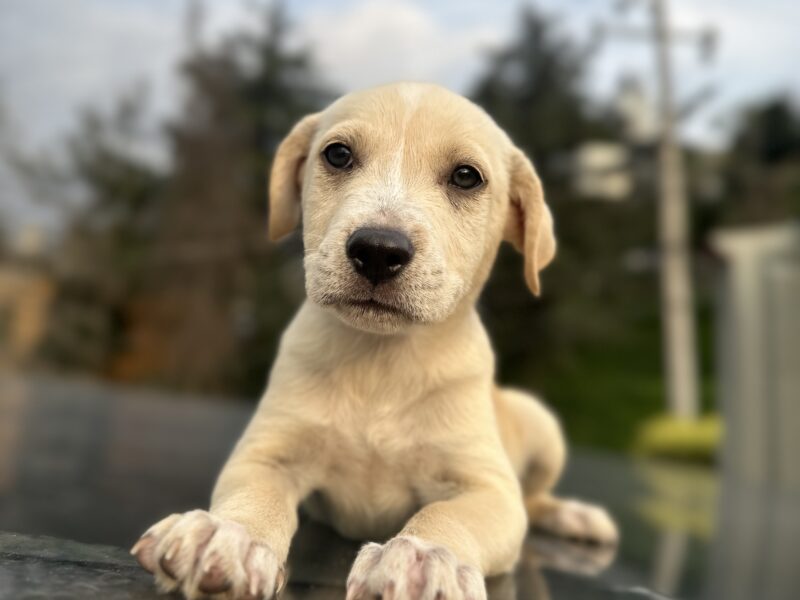DRAKO