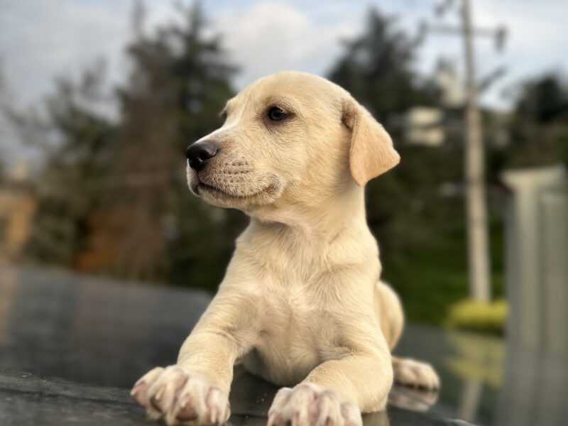 DRAKO