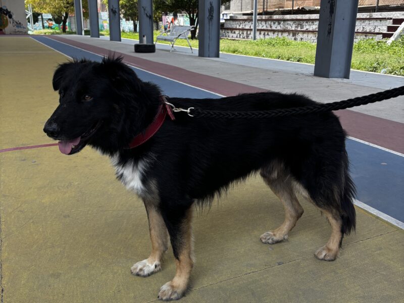 PELUDO
