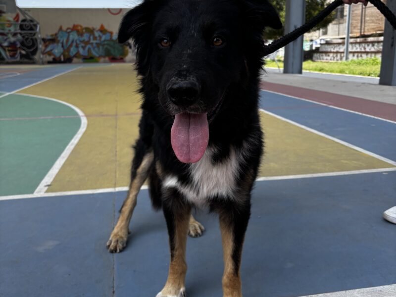 PELUDO