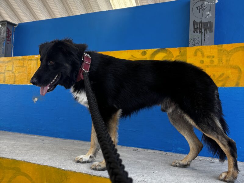 PELUDO