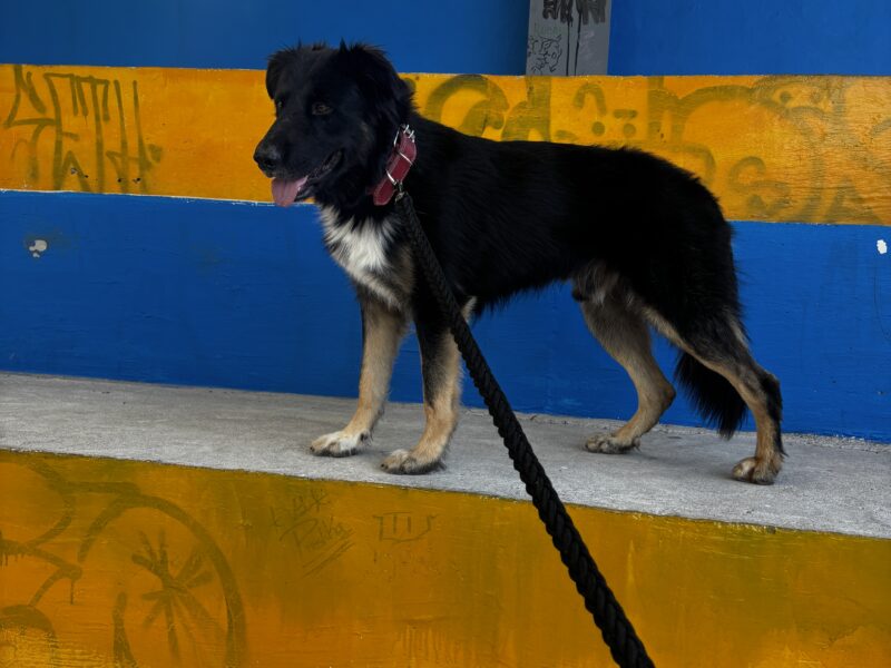 PELUDO