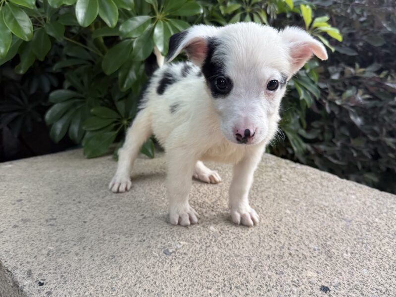 PONCHITO