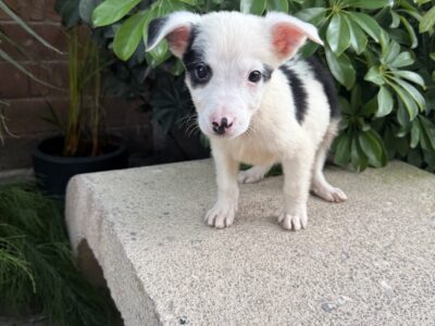 PONCHITO