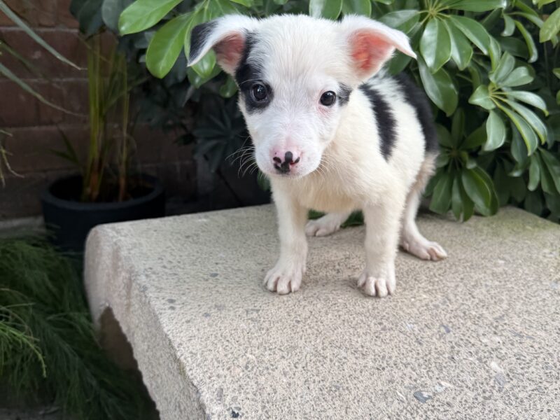 PONCHITO