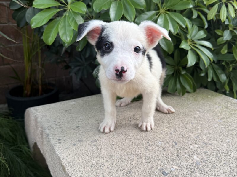 PONCHITO