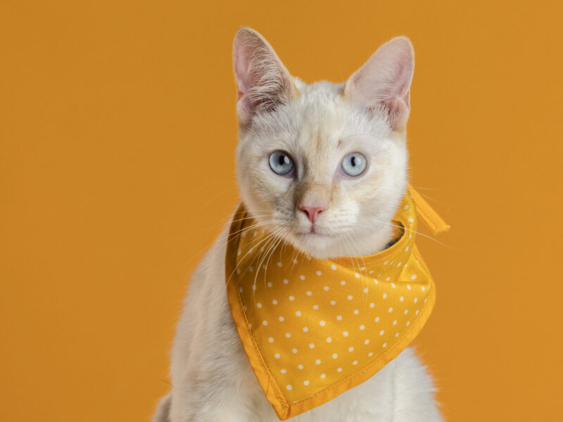 MICH