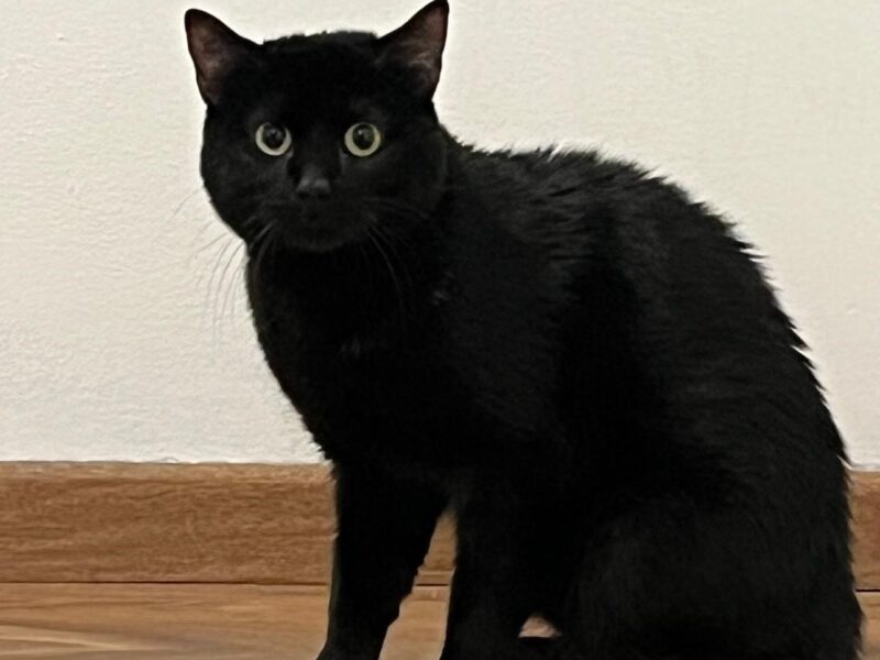 MICHITO