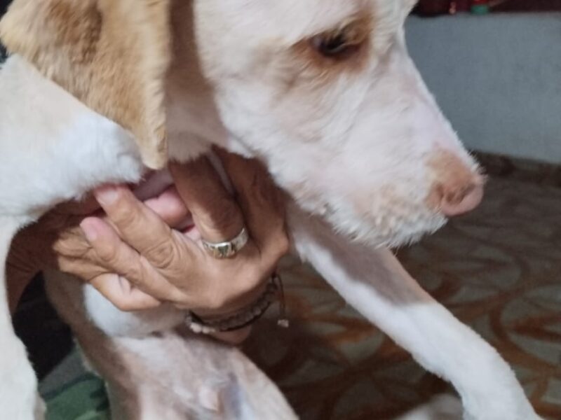 OTTO