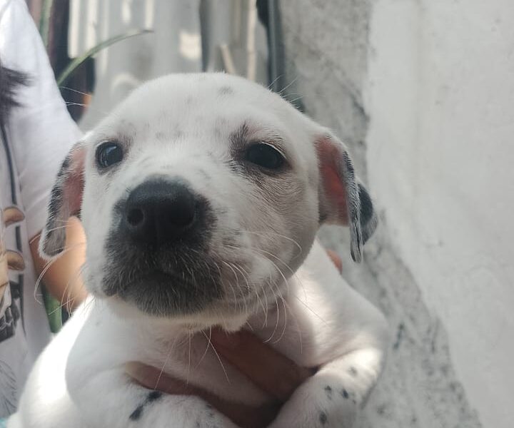 GRETA