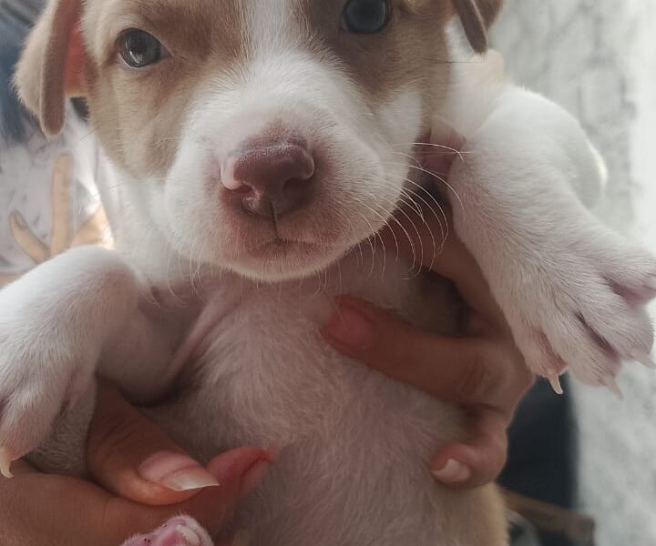 FREYA