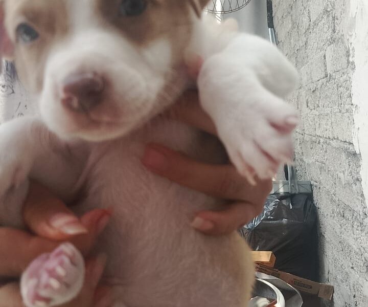 FREYA