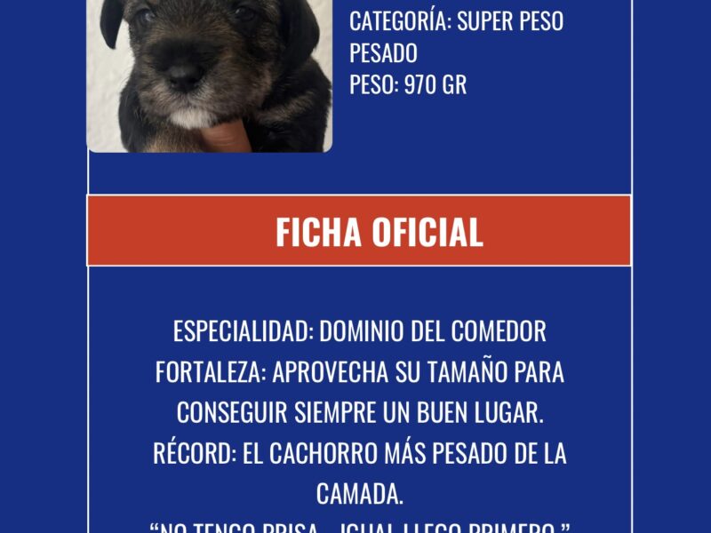 BARTOLO