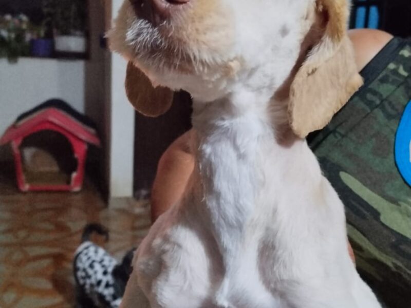 TEDDY