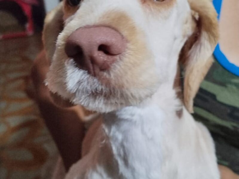 TEDDY