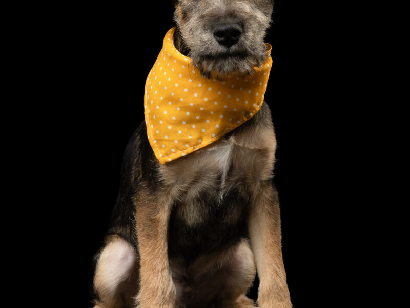 BIGOTES