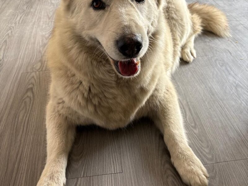 AIKA