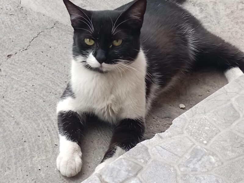 LUANA