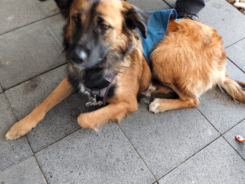 GORDO
