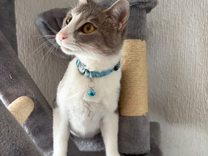 SURI
