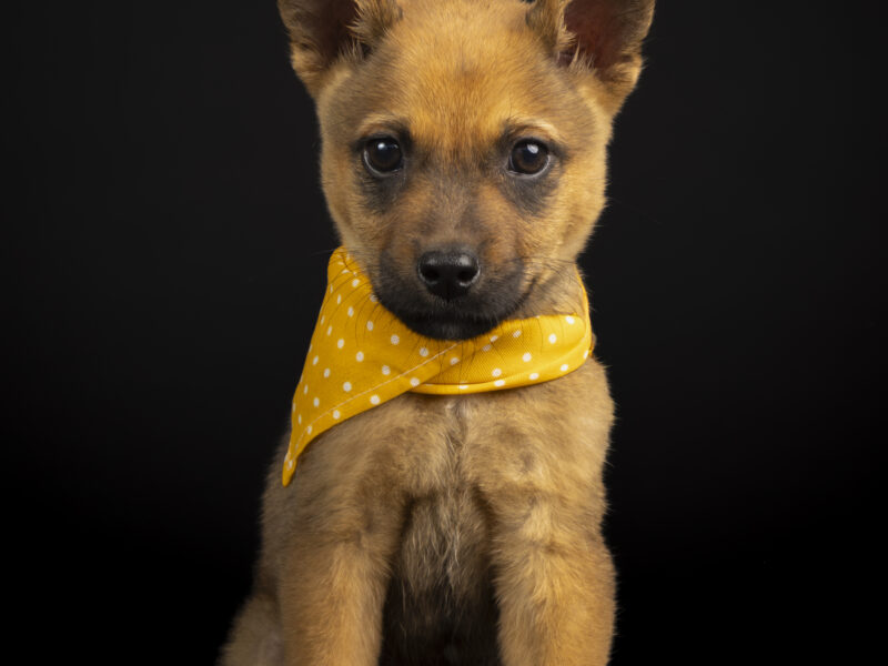 PIXEL